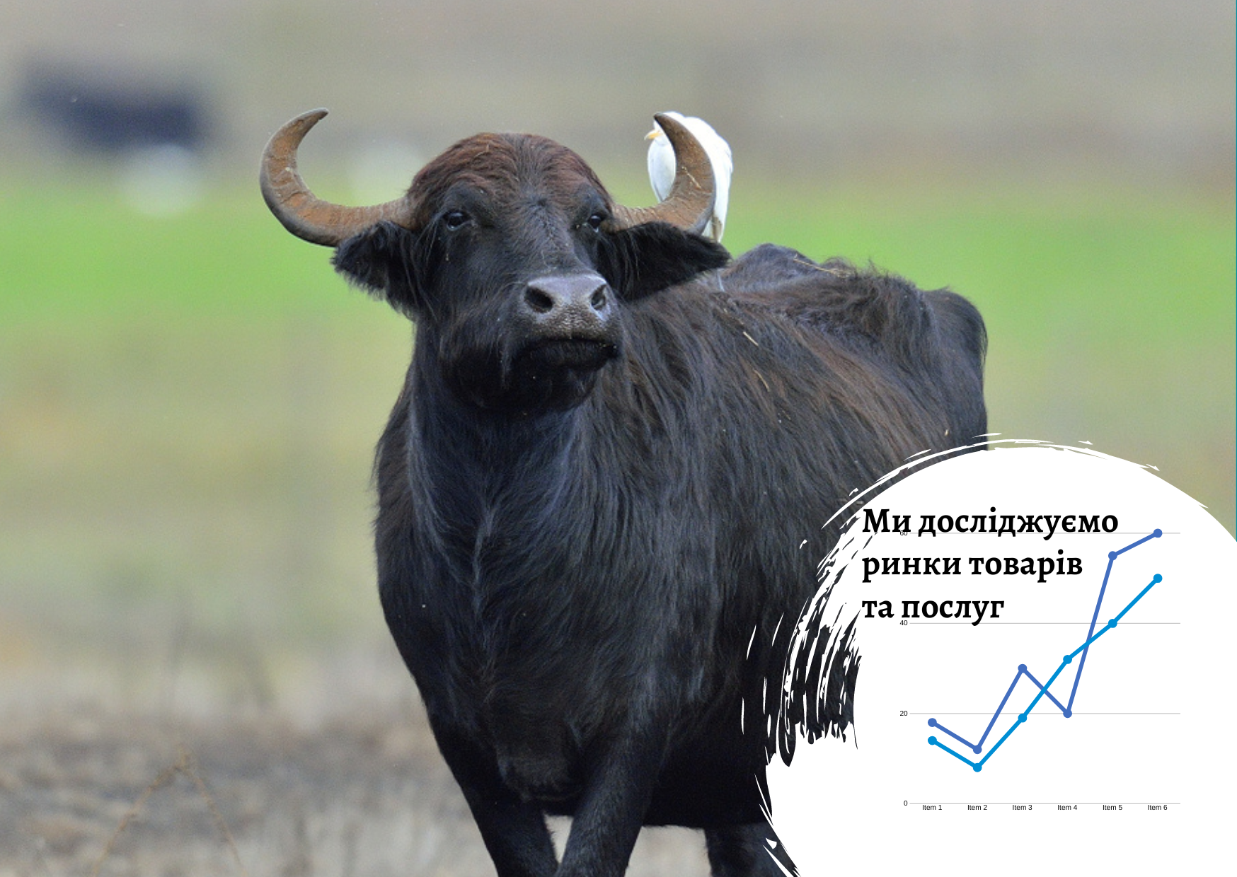 Ринок продукції з буйволів в Україні: проблеми перспективної ніші